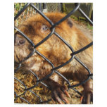 Curious Beaver flyers