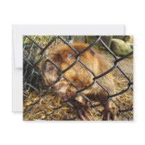 Curious Beaver Invitation