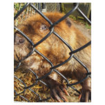 Curious Beaver Customized Letterhead