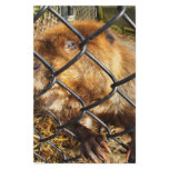 Curious Beaver Stationery