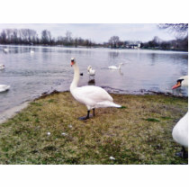 Curious Bird White Swan photo sculptures