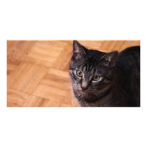 Curious Black and Grey Tabbycat Picture Card