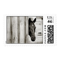Curious Black Horse Stamp