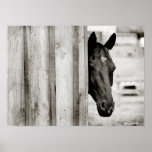 Curious Black Horse Print