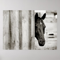 Curious Black Horse Print