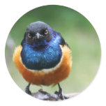 Curious Blue Bird Photo Closeup Round Sticker