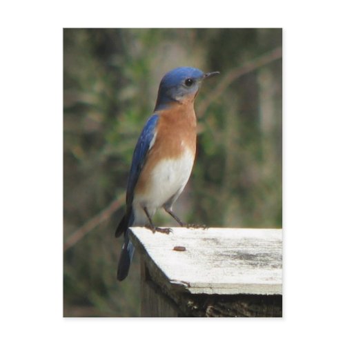 Curious Bluebird Postcard postcard