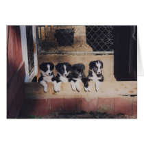 Curious Border Collie Puppies Dog Blank Note Card