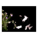 Curious Cat And Wildflowers posters