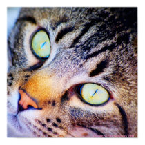 Curious Cat Poster posters by Chicula Curious Cat Poster posters