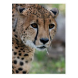 Curious Cheetah Postcard