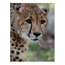Curious Cheetah Postcard