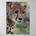 Curious Cheetah Poster posters