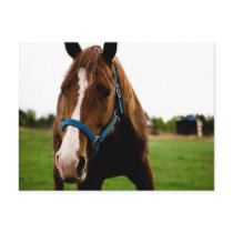 Curious Chestnut postcards by HorseLoversGifts Curious Chestnut postcards