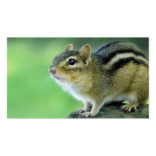 Curious Chipmunk  Business Cards (back side)