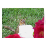 Curious Chipmunk card