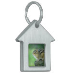 Curious Chipmunk  Pet Tag