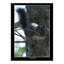 "CURIOUS" Chipmunk Photo Poster II posters