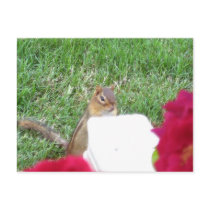 Curious Chipmunk Post Cards