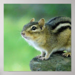 Curious Chipmunk  Poster