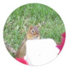Curious Chipmunk sticker