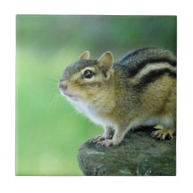 Curious Chipmunk  Tile