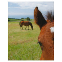 Curious colt flyer by gavila_pt Curious colt flyer
