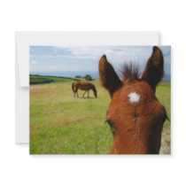 Curious colt invitation by gavila_pt Curious colt invitation