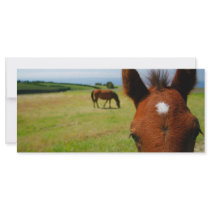 Curious colt rack card rack cards
