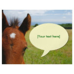 Curious colt with talk bubble flyers