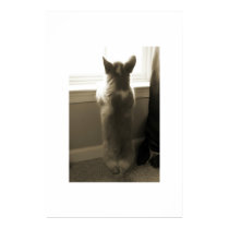 Curious Corgi posters