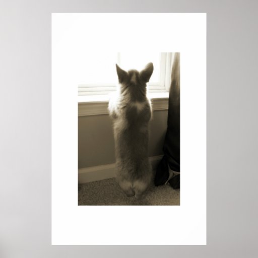Curious Corgi Print