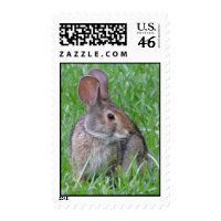 Curious Cottontail Postage stamp