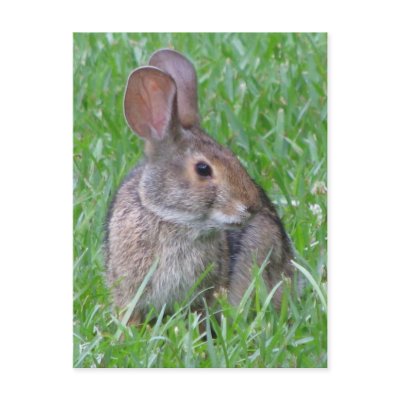 Curious Cottontail Postcard by naturegirl7