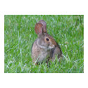 Curious Cottontail Poster posters by naturegirl7 Curious Cottontail Poster posters