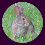 Curious Cottontail Sticker stickers