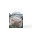 curious cow cards by stefmck curious cow cards