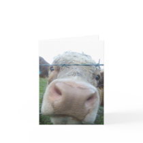 curious cow cards