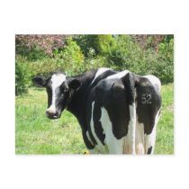 Curious Cow Number 52 is Watching Postcard
