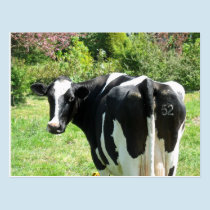 Curious Cow Number 52 is Watching Postcard postcards