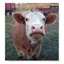 Curious Cow posters