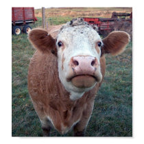 Curious Cow posters