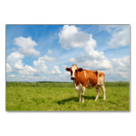 Curious cow standing on meadow. table cards