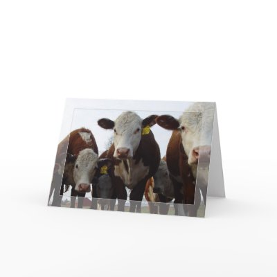 Curious Cows 1 Card by threesalamanders