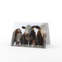 Curious Cows 1 Card by threesalamanders Curious Cows 1 Card