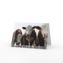 Curious Cows 1 Card