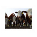 Curious Cows 1 Poster posters by threesalamanders Curious Cows 1 Poster posters