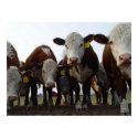 Curious Cows 1 Poster posters by threesalamanders Curious Cows 1 Poster posters