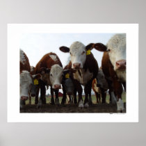 Curious Cows 1 Poster
