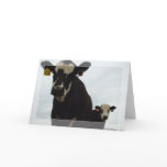 Curious Cows 2 Card